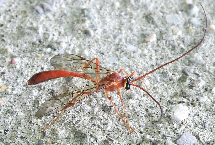 Braconidae? No. Ichneumonidae: Ophion sp.